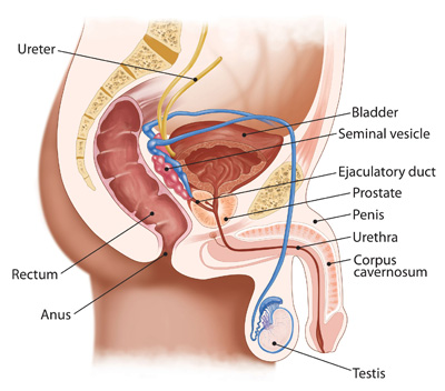 The Prostate Prognosis