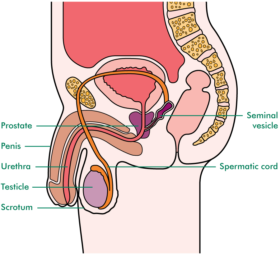 Male Sexual Anatomy  Penis, Scrotum and Testicles