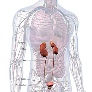 Prostate Problems Advanced Urology Institute Clearwater Office